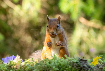 Naklejka na ściany i meble Cute scottish red squirrel eating a nut in the forest
