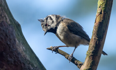 Very rare scottish woodland bird, the crested tit.  Here in its natural environment in Scotland...