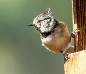 Very rare scottish woodland bird, the crested tit.  Here in its natural environment in Scotland...