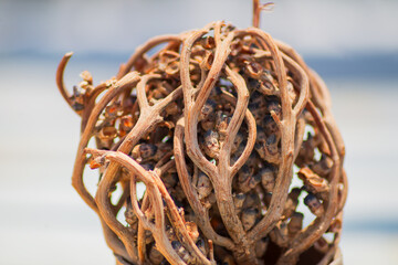 Dry branches with flowers of plant growing in the desert close-up. Mystical photo, similar to people gathered in one place and connected hands together. Natural medicinal plant use in folk medicine