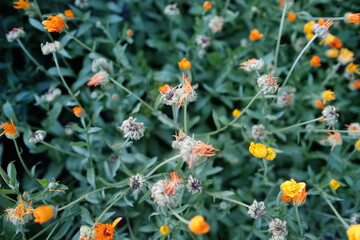 Seeds of Calendula officinalis or Garden Marigold flowers growing in the garden