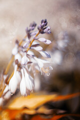 Jasny, fioletowy kwiat, funkia (Hosta), ujęcie makro, efekt bokeh © anettastar