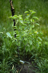Small pear tree. Garden in summer.