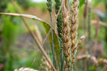Close up of wheat ears in the field.