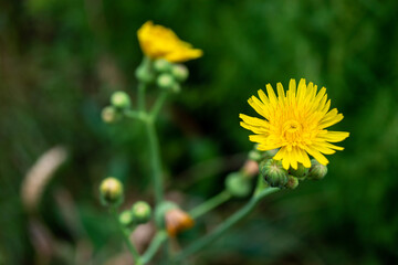Sow thistle yellow
