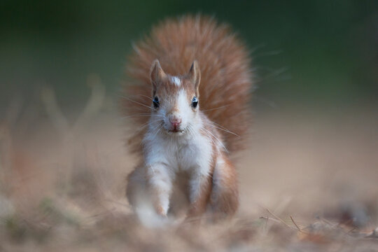 Cute squirrel with fluffy tail on dry ground