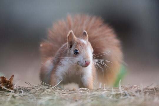 Cute squirrel with fluffy tail on dry ground
