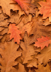 Fallen Autumn Leaves