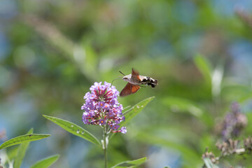 hummingbird hawk-moth feeding on a butterfly bush in the meadow in summer