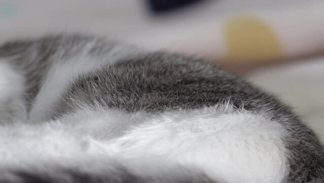 Breething of sleepy cat lying on blanket