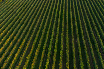 Drone view of lush green vineyards in summer at sunset. Top down aerial view of italian countryside in wine making region.