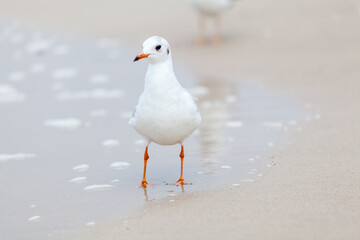 Seagull in the natural environment on the Baltic Sea.