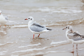 Seagull in the natural environment on the Baltic Sea.