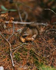 Eichhörnchen verzehrt einen Pilz