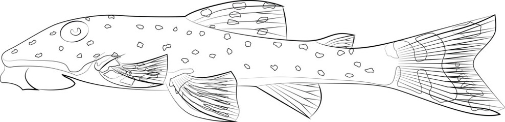 Parorocinclus haroldoi tropical freshwater catfish. White pointed ear grilled catfish freshwater ornamental fish contour lines drawn aquarium catfish