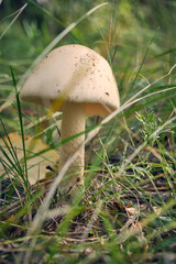 Mushroom in forest background of grass.