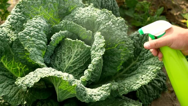 Pesticide treatment, pest control, insect killing on cabbage leaves, spraying poison from a spray bottle.