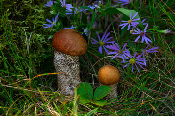 Two orange-capped boletes at the mossy stump and flowers.