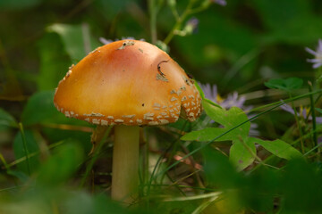 Yellow Toadstool mushroom among grass and flowers in the wood.