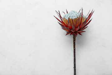 Dried red protea on white grunge background