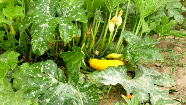 A zucchini leaf affected by the disease, with white spots. Fungal or viral disease of plants. Problems in the organic cultivation of vegetables, mistakes of farmers. Powdery mildew