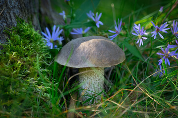 Birch bolete is growing under mossy stump near flowers.