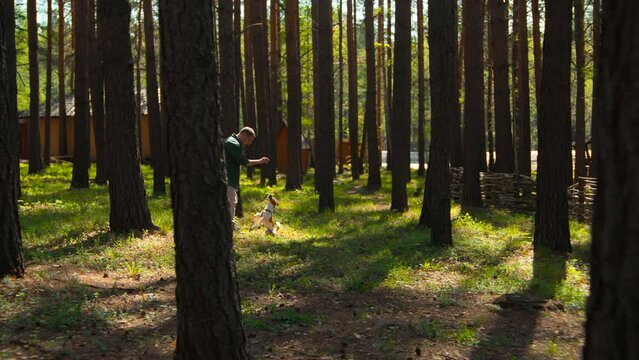 Dog training in summer sunny forest. Stock footage. Man having fun outdoors with his cute dog.