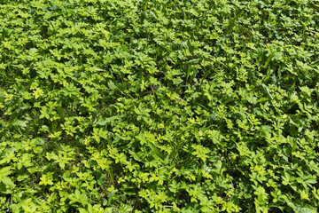 Texture of growing grass on a sunny day