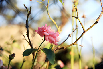 A light pink rose, illuminated by a pale sun, among the dry and bare branches of the bushes, Italy