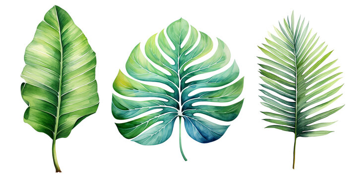 Set of watercolor tropical leaves Tropical plants. Watercolor botany. leaves of monserrat