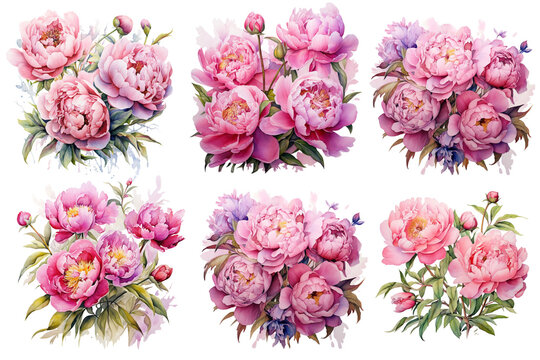 Watercolor bouquets of peonies png. Set of watercolor peonies on a transparent background.