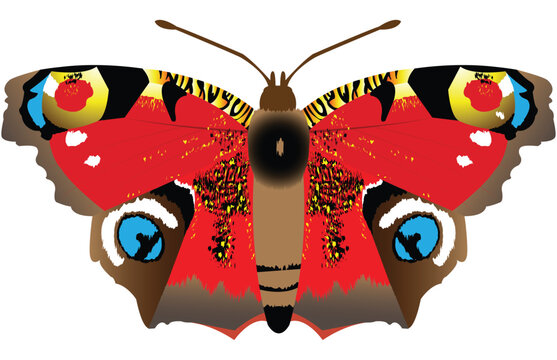 Beautifull Peacock Eye butterfly artistic design