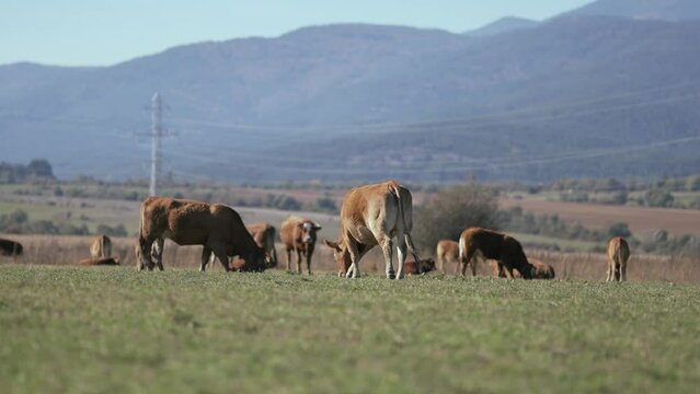 Beefmaster cattle herd grazing in a green meadow field, selective focus cinematic shot, slow motion