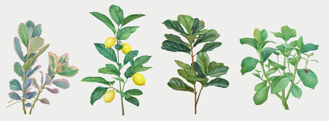 Four set of green plant illustrations