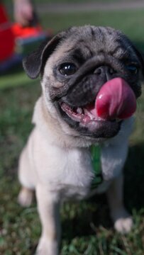 The grassy area of a summer park is graced by a lovable pug breed dog.