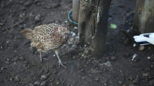 Ring-necked pheasant bird (Phasianus colchicus) moving on farmland, slow motion