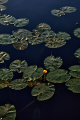 lilies on the lake