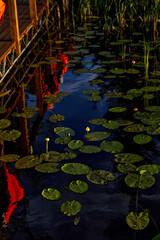 water lily in lake