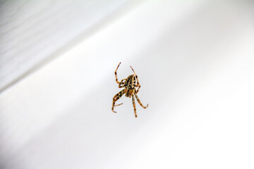 spider on a web