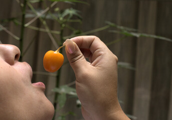 Girl eating Aguaimanto fruit from Peru.