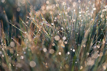 Dew on grass at dawn