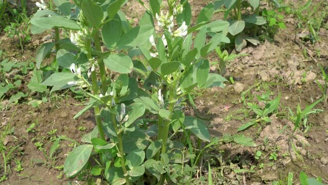 Vicia faba blooms,grows in the agricultural broad bean field