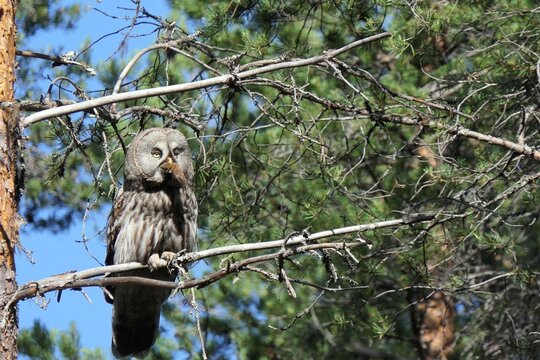 Great Grey Owl/Lapish owl with mouse as pray in Finnish nature