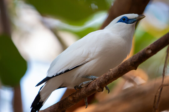 bali-starling-images-browse-2-110-stock-photos-vectors-and-video