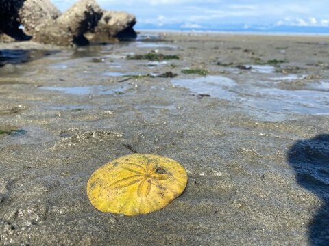 sand dollar on the beach