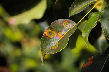Disease of pear trees in autumn. Damage Fruit tree. Sick leaf of fungal infection Gymnosporangium...