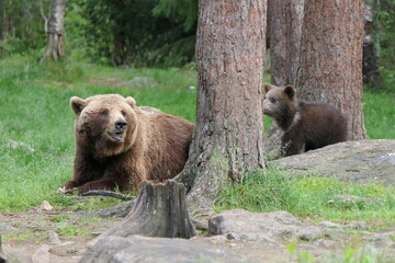 Fototapeta premium Nature portrait of brown bear/ grizzly bear with cub, wildlife of Finalnd