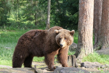 brown bear / grizzlty bear in the forest