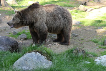Nature portrait of brown bear/ grizzly bear, wildlife of Finalnd