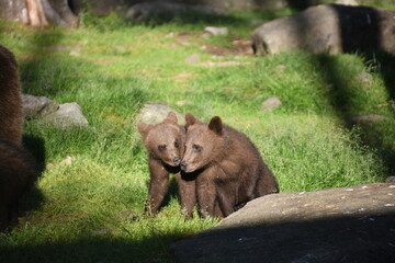 Two brown bear/grizzly bear cubs in the sun in Nature of finland